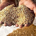 هشدار جدی بیماری‌های «زنگ زرد» و «زنگ قهوه‌ای» گندم در مزارع آق‌قلا