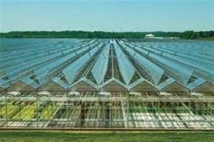 برنامه‌ریزی برای ایجاد هلدینگ‌های بزرگ کشاورزی در کشور